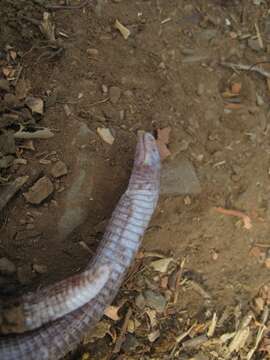 Image of Blanus vandellii Ceríaco & Bauer 2018