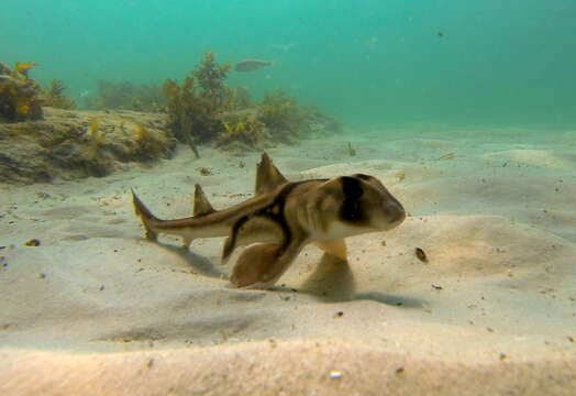 Image of bullhead sharks