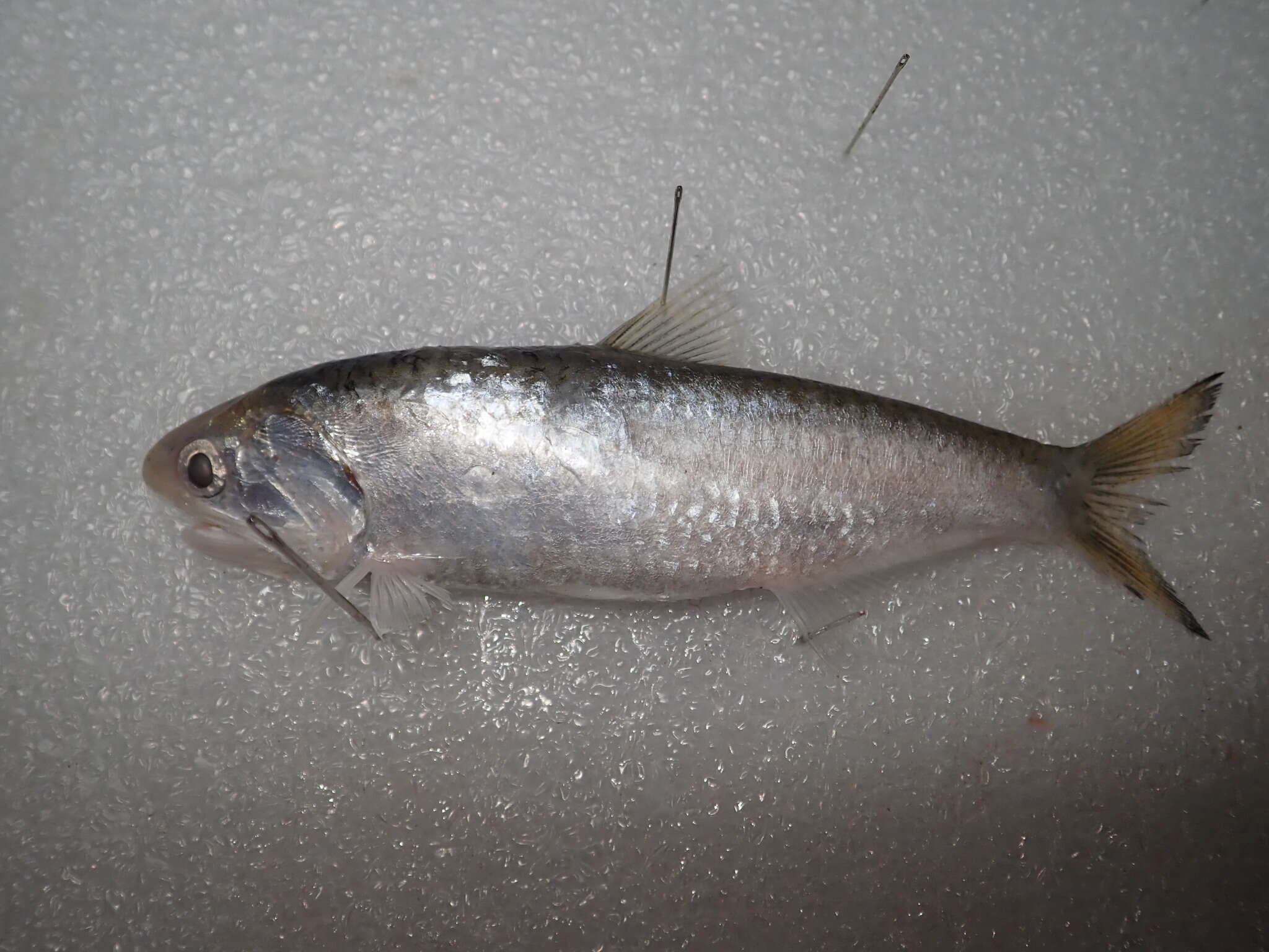 Image of Hamilton&#39;s anchovy