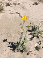 Image of hairy desertsunflower