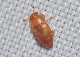 Image of Sap beetle