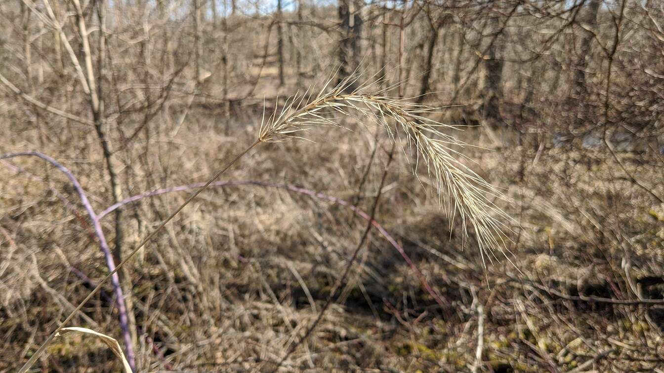 Слика од Elymus riparius Wiegand