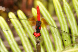 Image de Nannophya pygmaea Rambur 1842