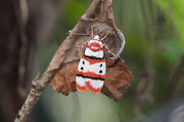 Image of Cyana coccinea (Moore 1878)