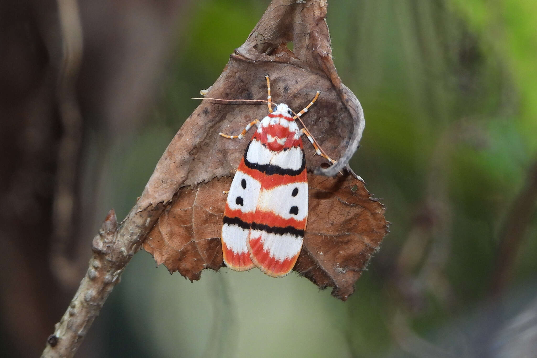 Image of Cyana coccinea (Moore 1878)