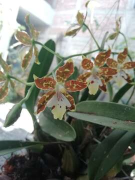 Image of Oncidium maculatum (Lindl.) Lindl.