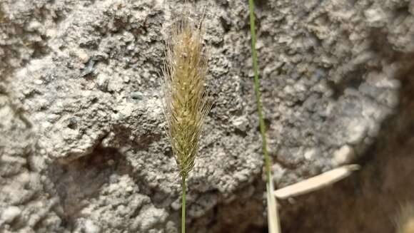 Imagem de Polypogon maritimus Willd.