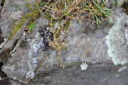 Imagem de Stellaria gracilenta Hook. fil.