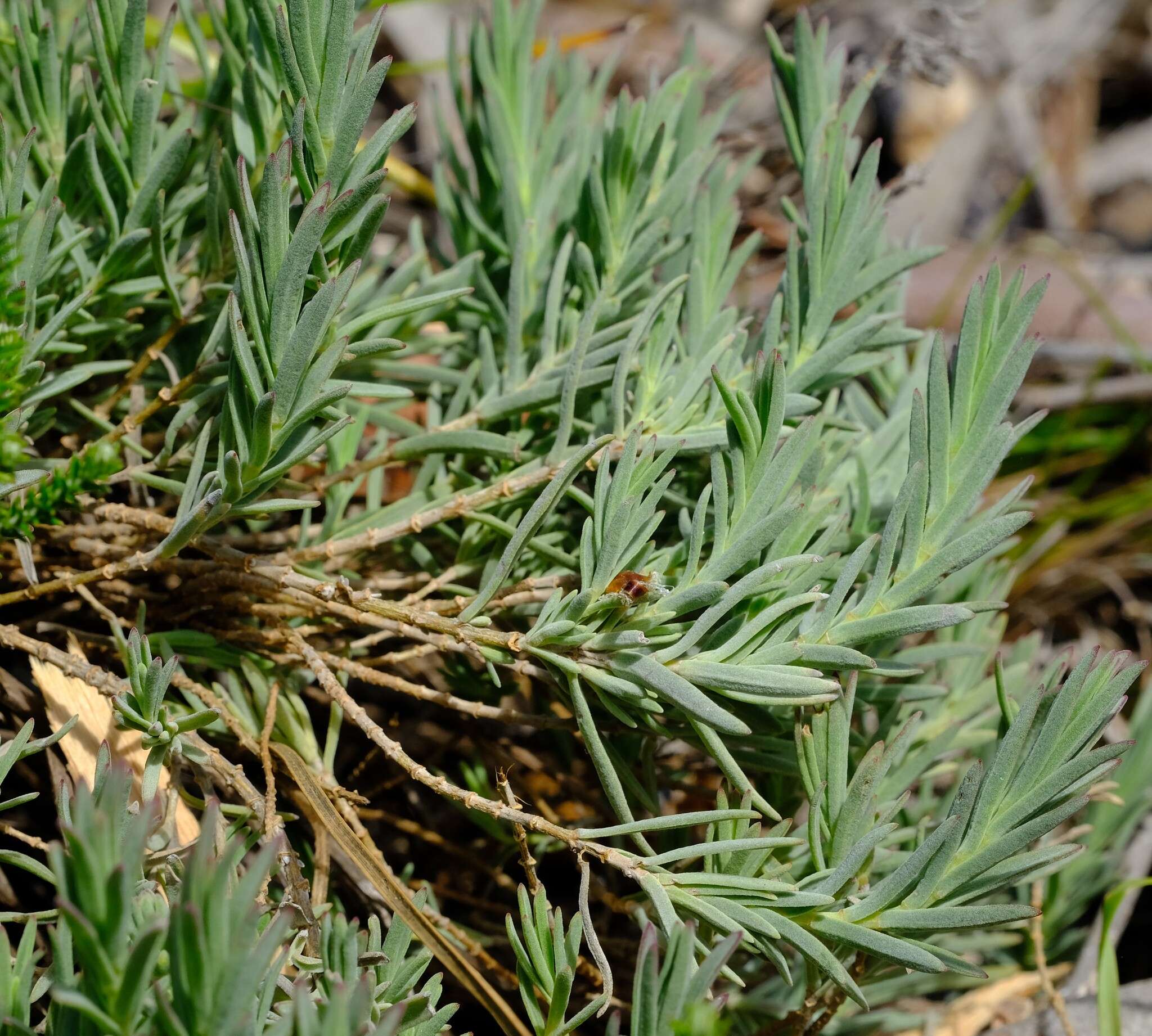 Image of Pteronia scabra Harv.