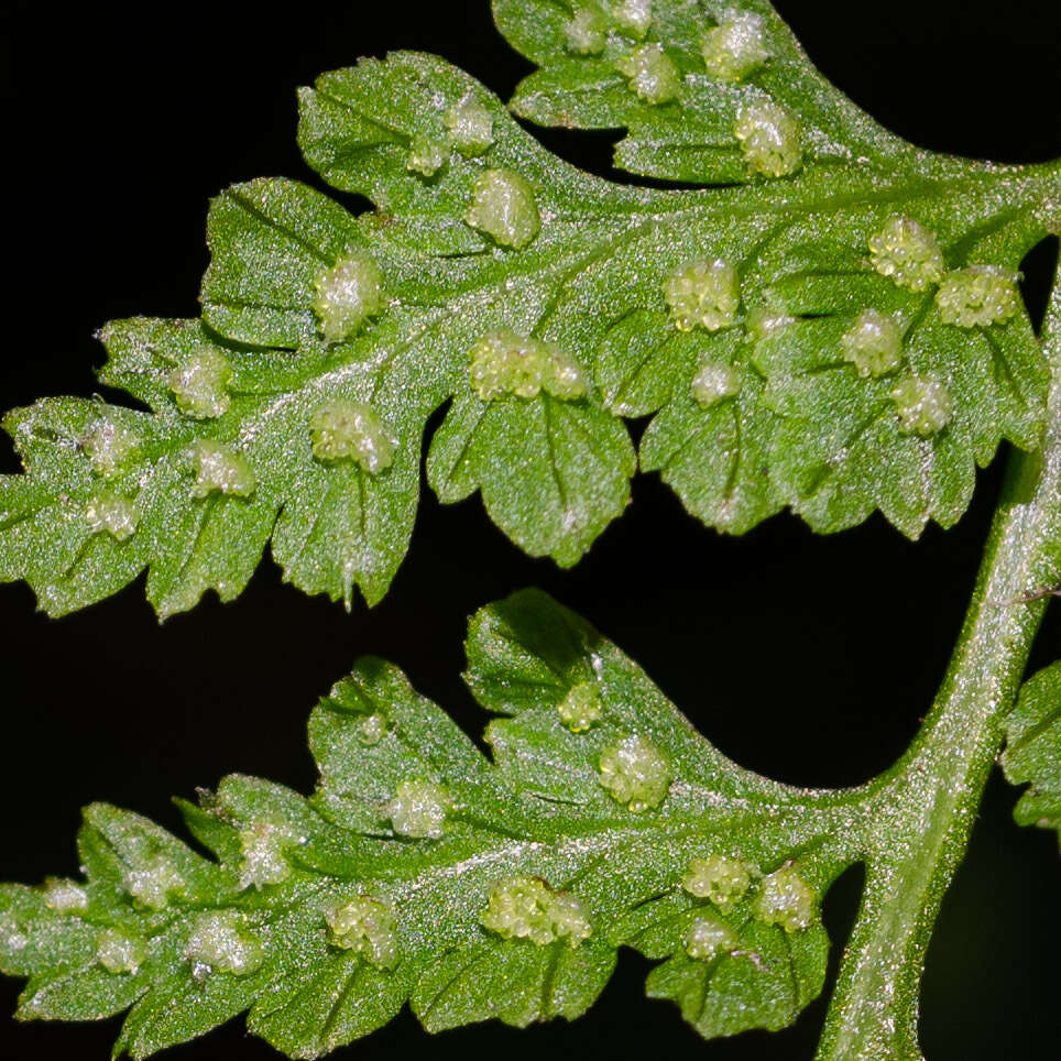 Image of Cystopteris fragilis var. apiiformis (Gand.) Blasdell