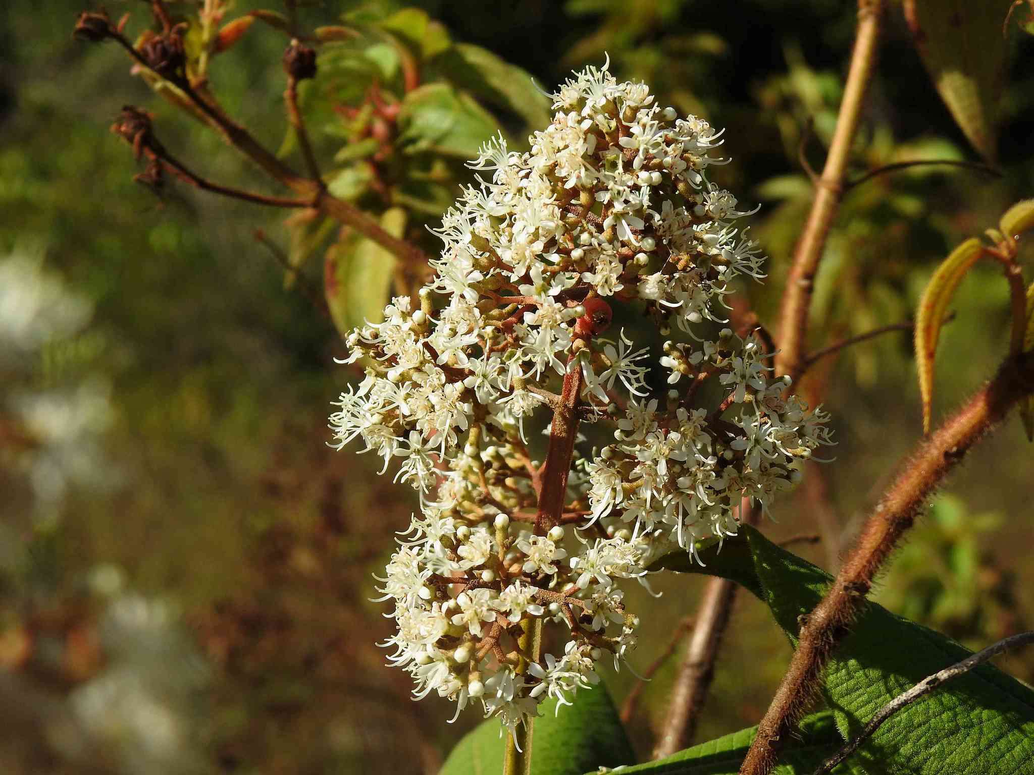 Sivun Miconia alata (Aubl.) DC. kuva