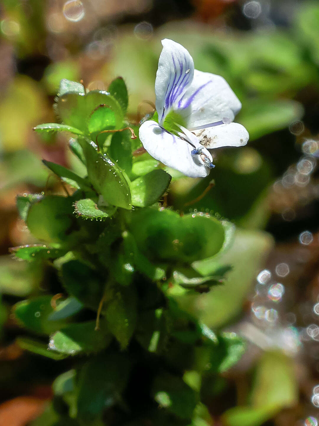 Слика од Veronica repens Clarion ex DC.