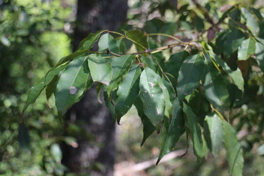 Image of Fraxinus insularis Hemsl.