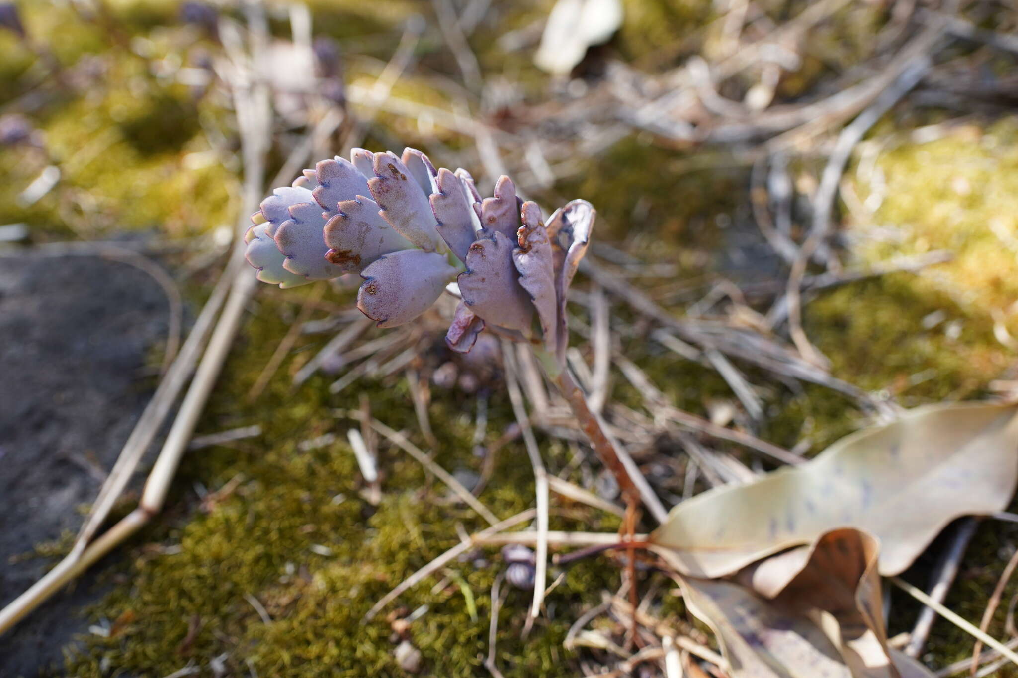 Image of lavender scallops