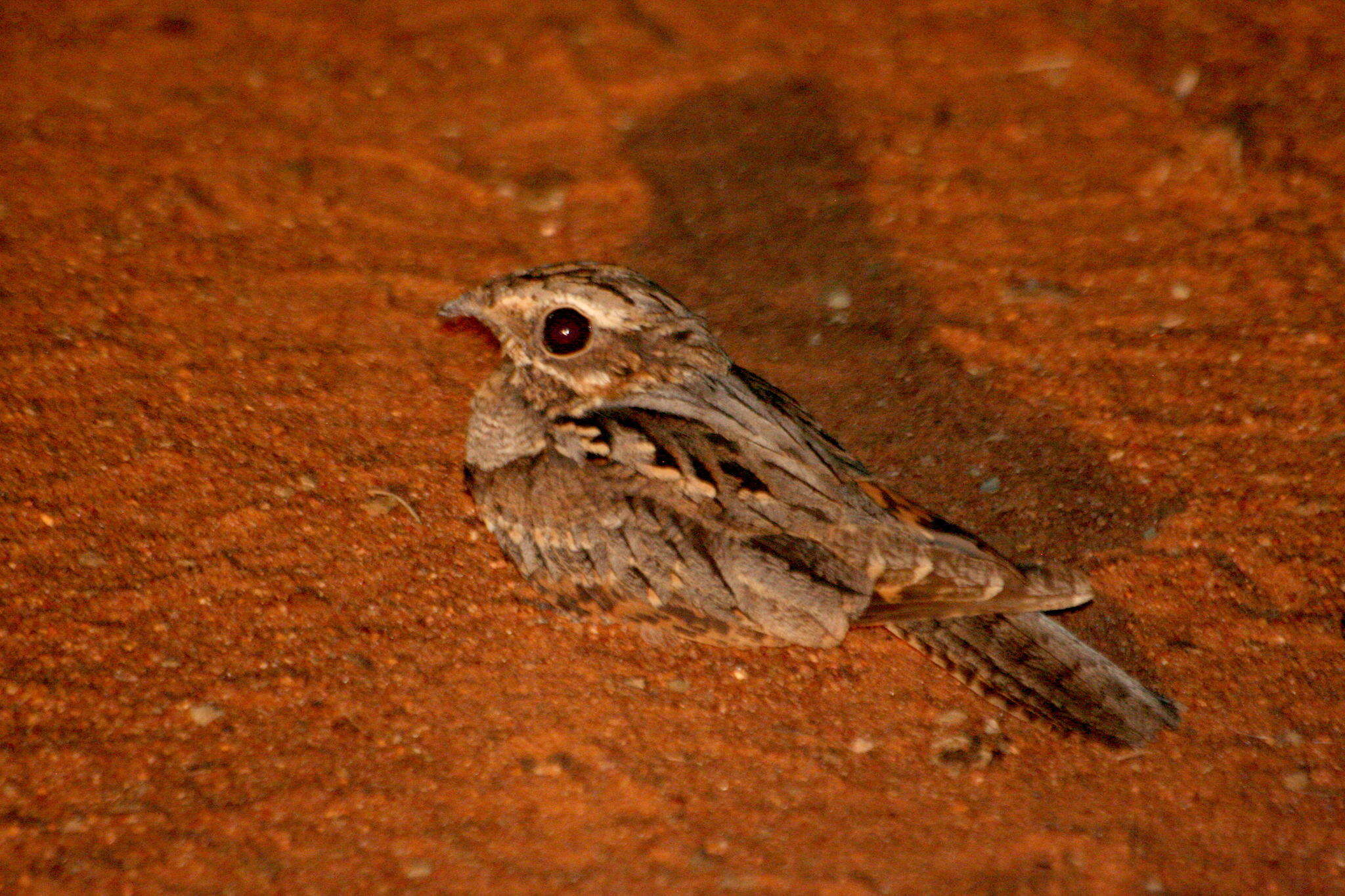 Image of Caprimulgus rufigena damarensis Strickland 1853