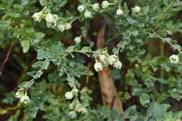 Image of False Boronia