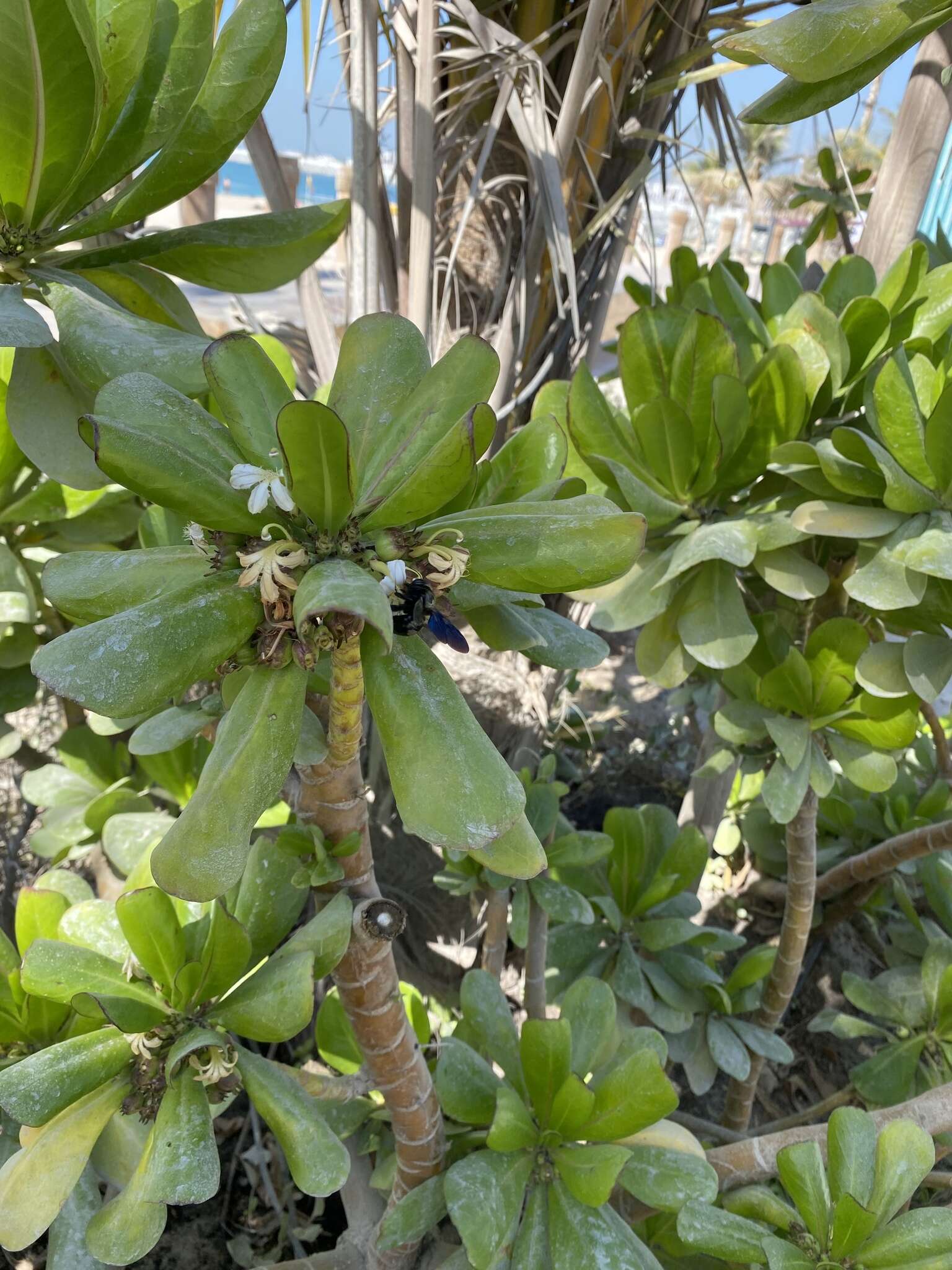 Image of Xylocopa sulcatipes Maa 1970