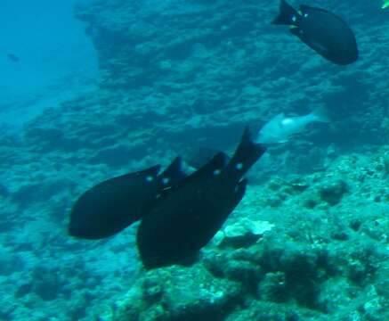 Image of Three-spot chromis