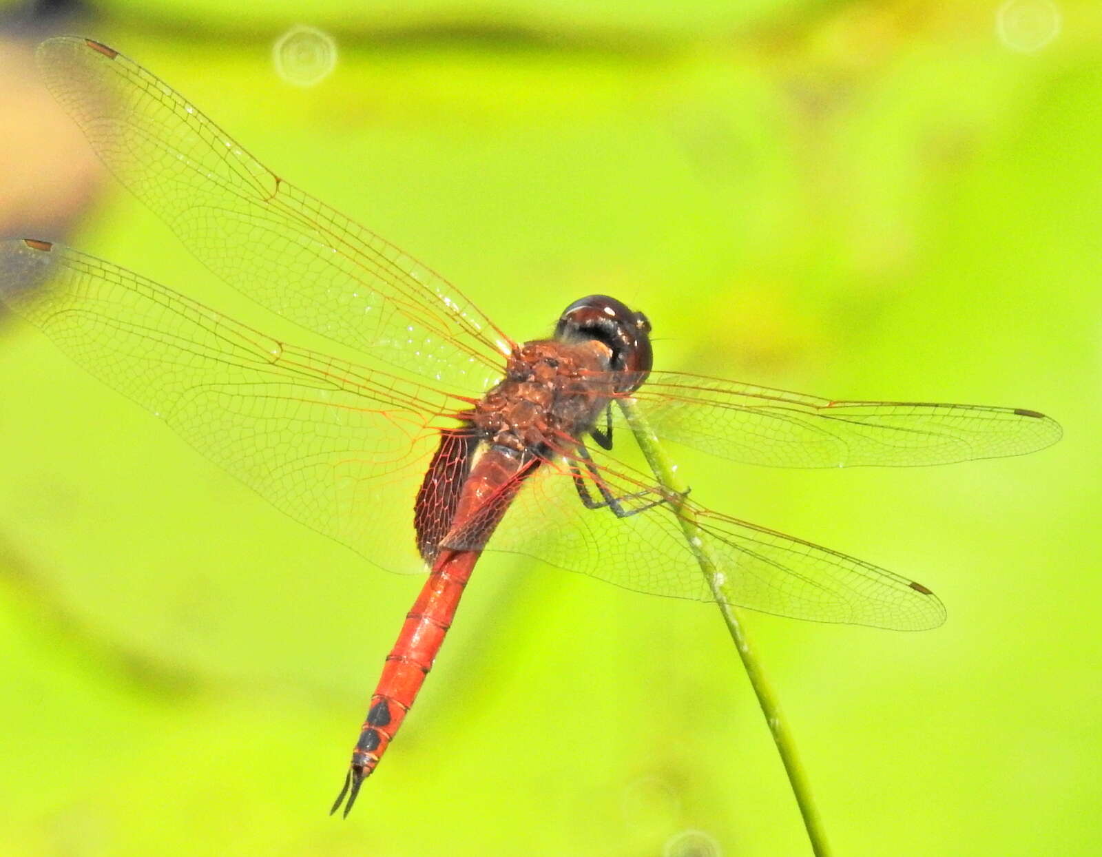 Tramea limbata (Desjardins 1835) resmi