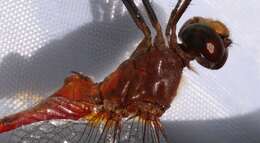 Image of Ruby Meadowhawk