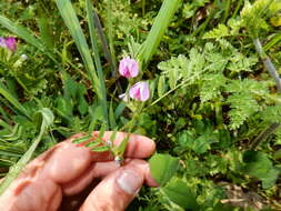 Imagem de Vicia sativa subsp. nigra (L.) Ehrh.