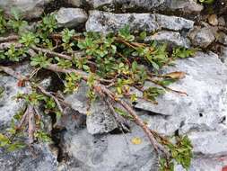 Image of Blunt-leaved Willow