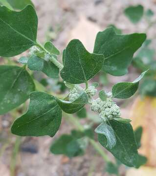 Plancia ëd Chenopodium prostratum Bunge ex Herder