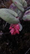 Image of Gaultheria sclerophylla Cuatrec.