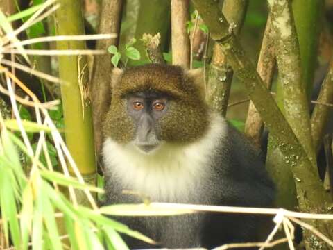 Image of Cercopithecus mitis kolbi Neumann 1902