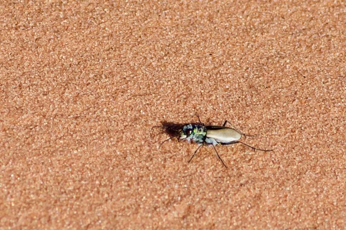 Image of Coral Pink Sand Dunes Tiger Beetle