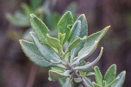 Image of fragrant sage