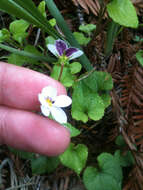 صورة Viola ocellata Torr. & Gray