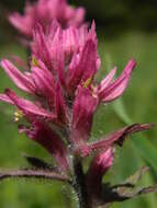 Image of Olympic Indian paintbrush