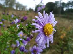 Image of Symphyotrichum versicolor (Willd.) G. L. Nesom