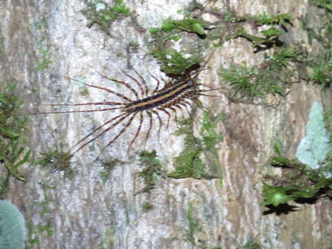 Image of Thereuopoda longicornis (Fabricius 1793)