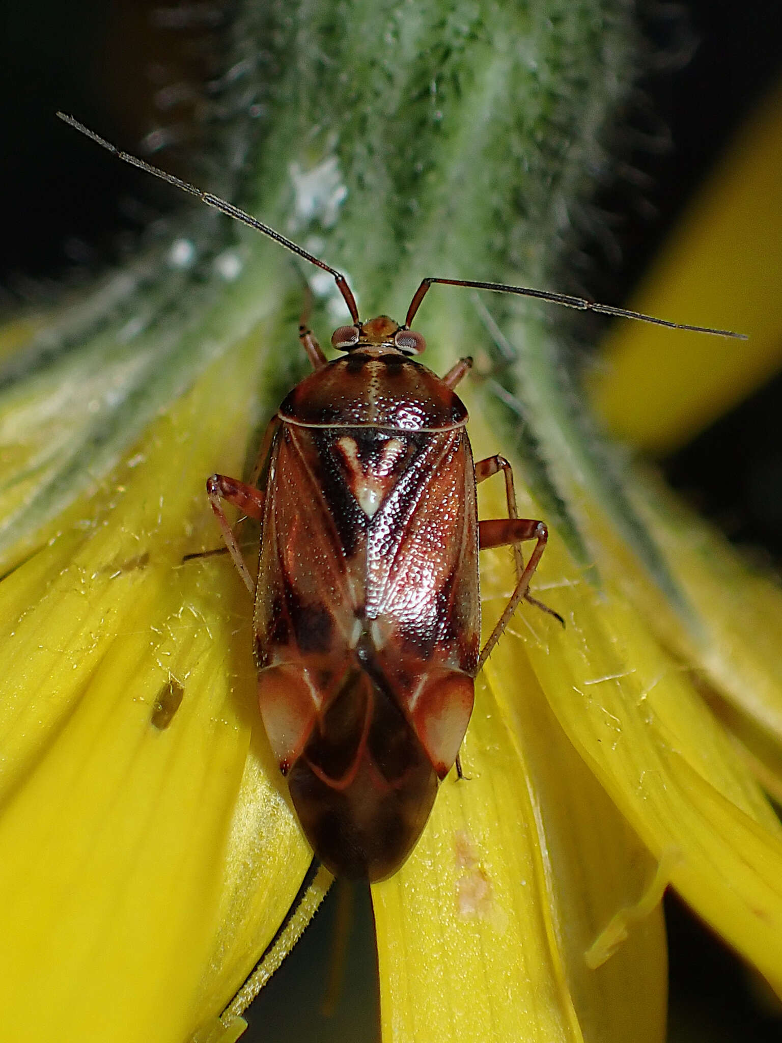 Image of Lygus punctatus (Zetterstedt 1838)