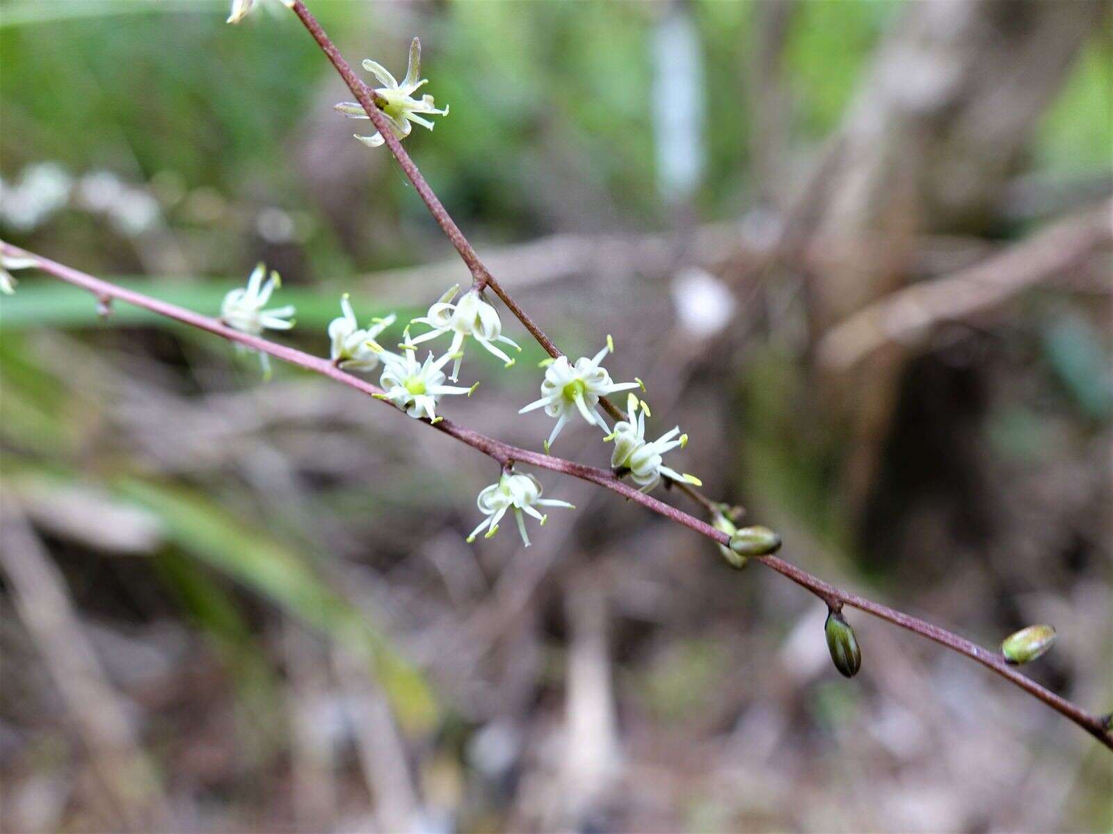 Image of Cordyline pumilio Hook. fil.