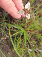 Image of Moraea unguiculata Ker Gawl.