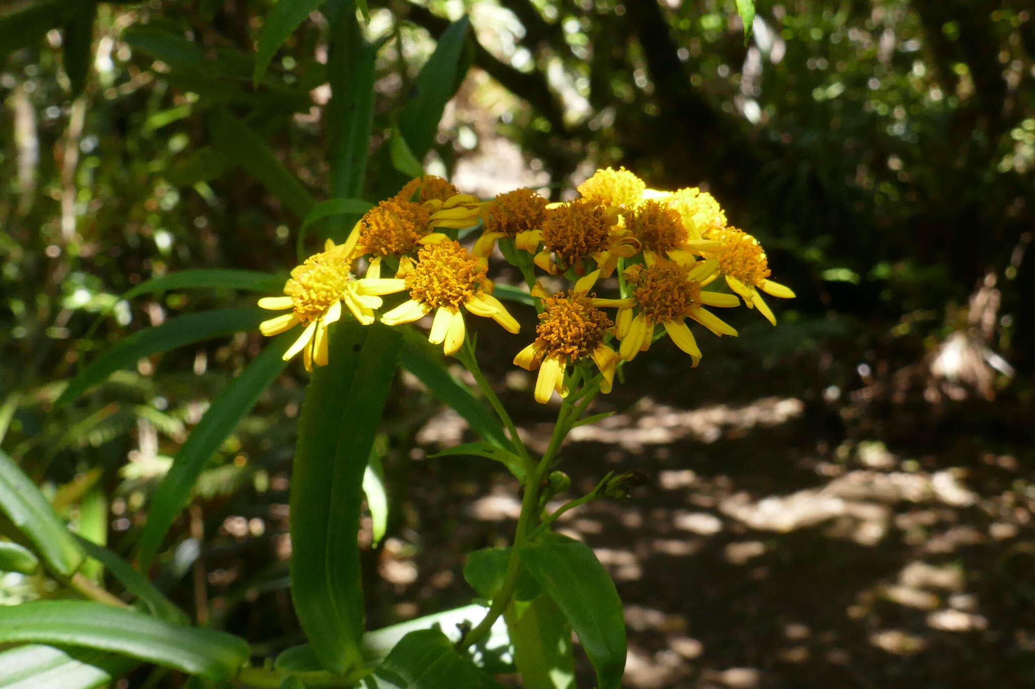 Image of Faujasia salicifolia (Pers.) C. Jeffrey