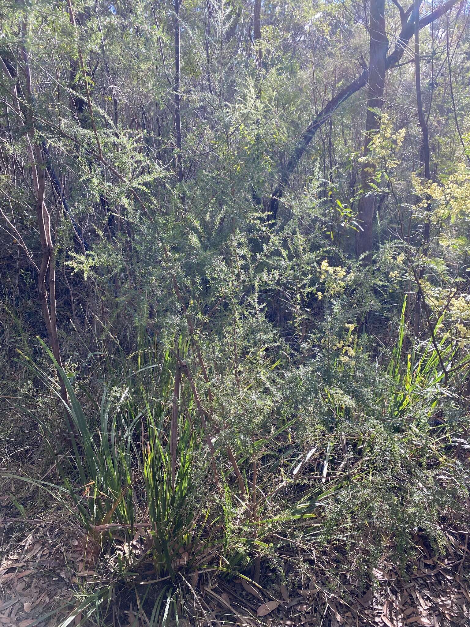 Sivun Leptospermum juniperinum Sm. kuva