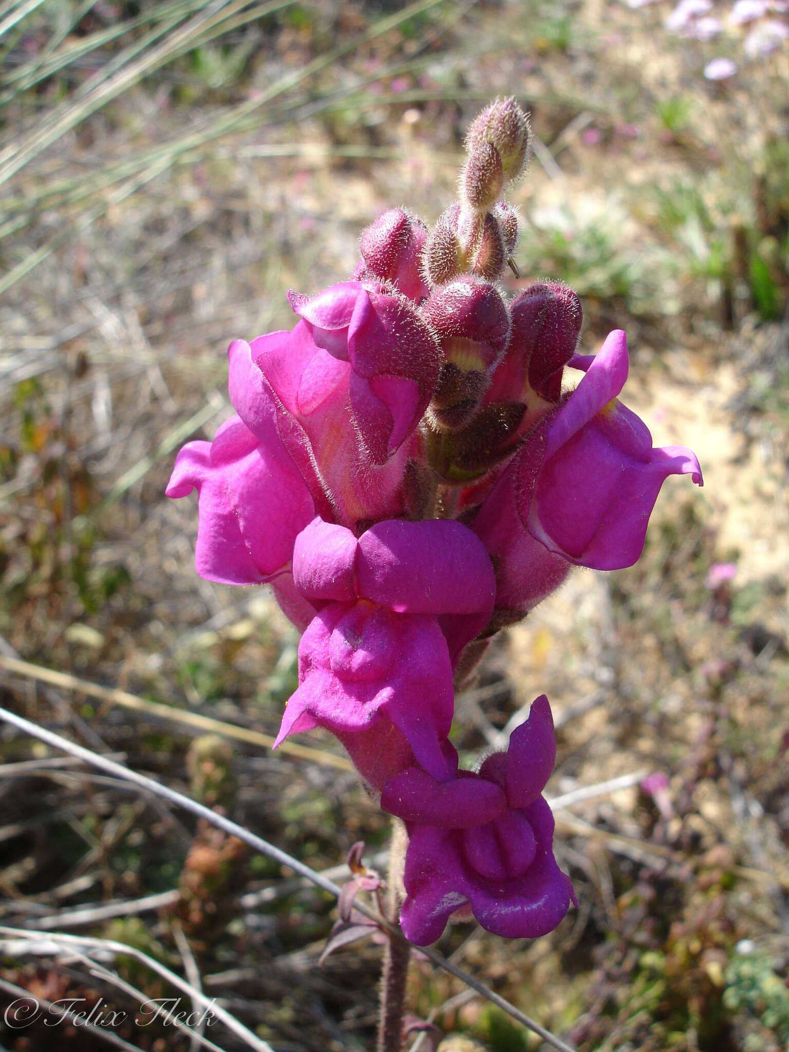 صورة Antirrhinum cirrhigerum (Ficalho) Rothm.