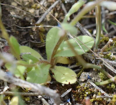 Image of Myosotis incrassata Guss.