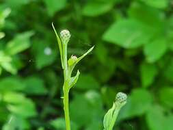 Image of Klasea quinquefolia (Willd.) Greuter & Wagenitz