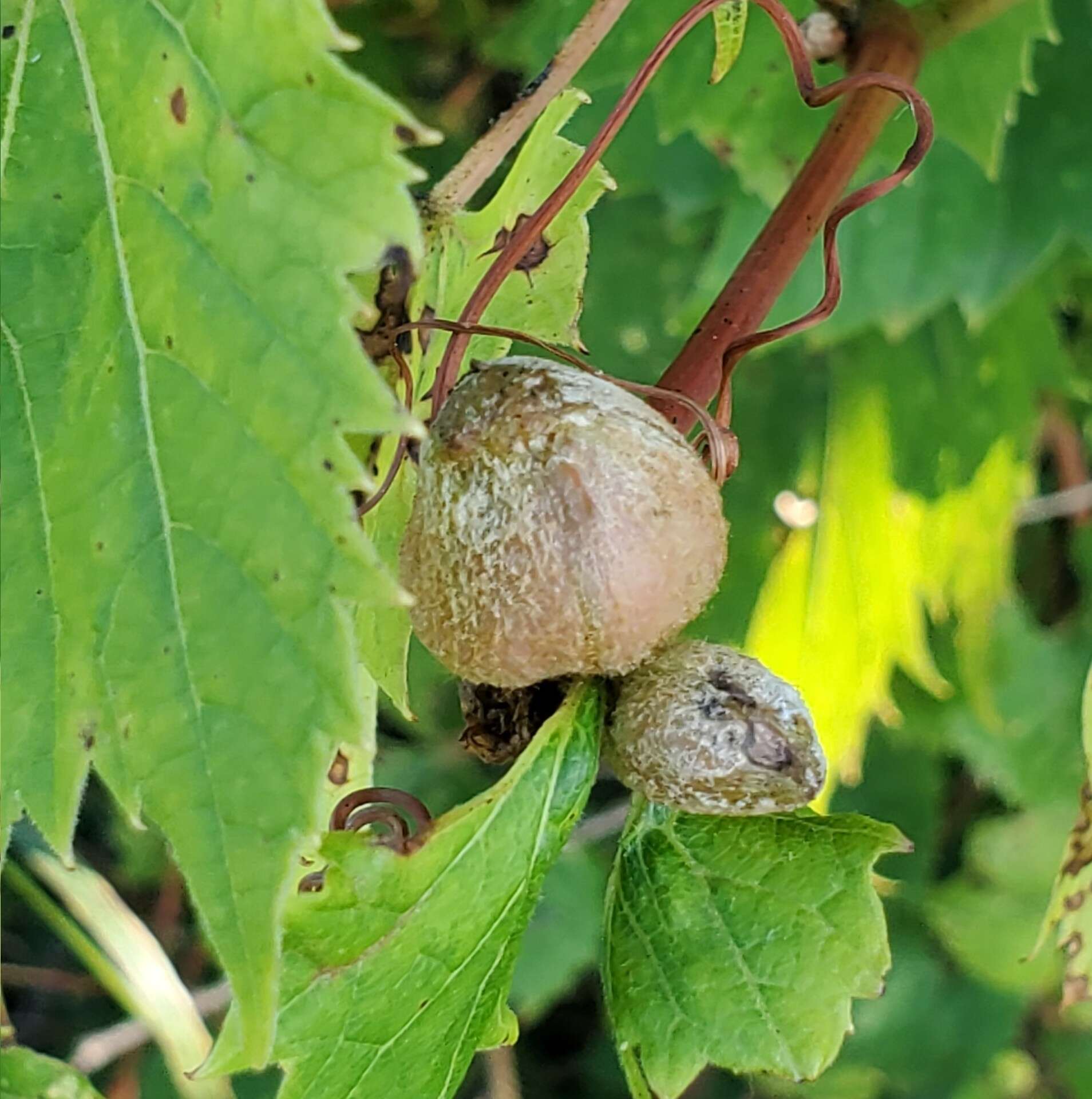 Image of Ampelomyia vitispomum (Osten Sacken 1878)