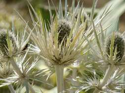 Eryngium spinalba Vill. resmi