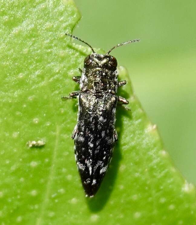 Agrilus occipitalis (Eschscholtz 1822)的圖片