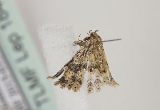 Image of <i>Pterotopteryx dodecadactyla</i> Hübner 1813