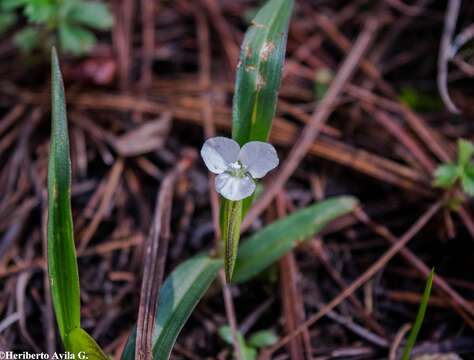 Image of Commelina nivea López-Ferr., Espejo & Ceja