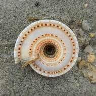 Image of European sundial snail