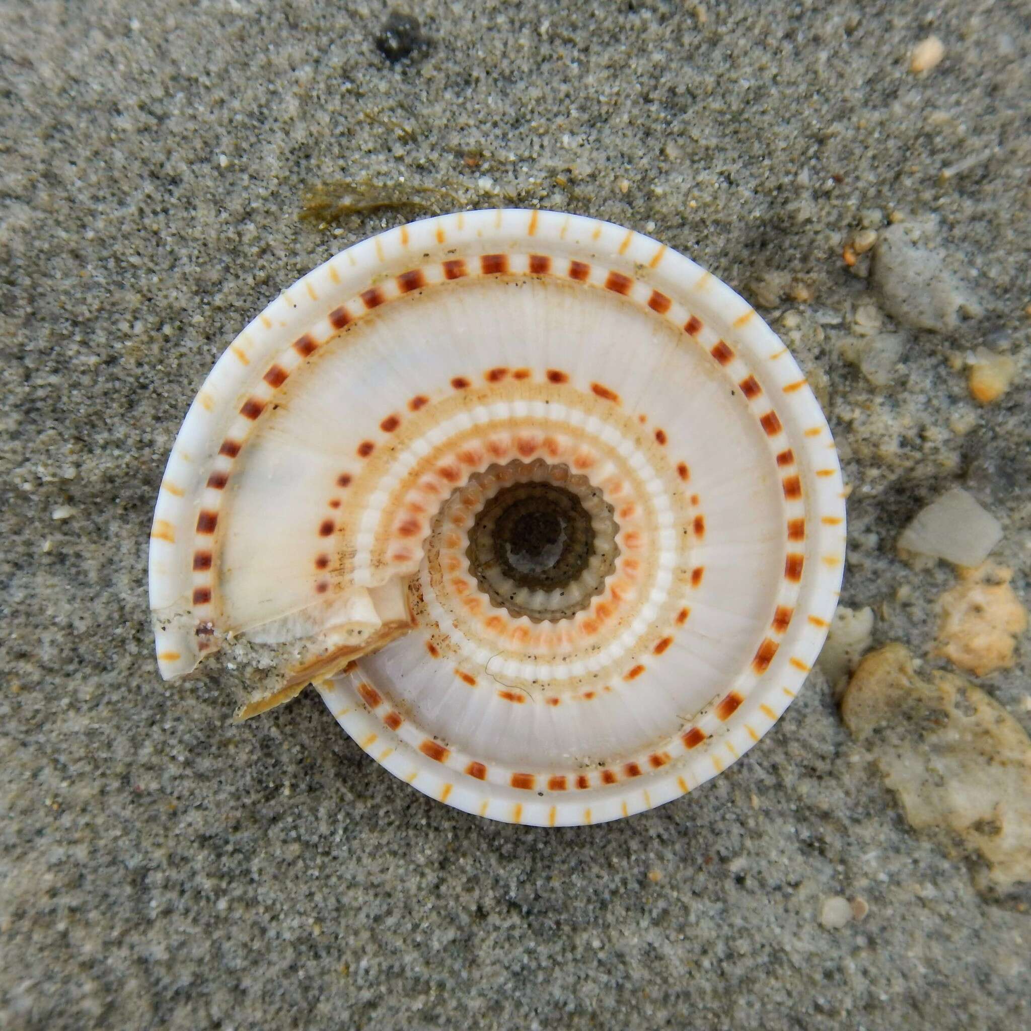 Image of European sundial snail